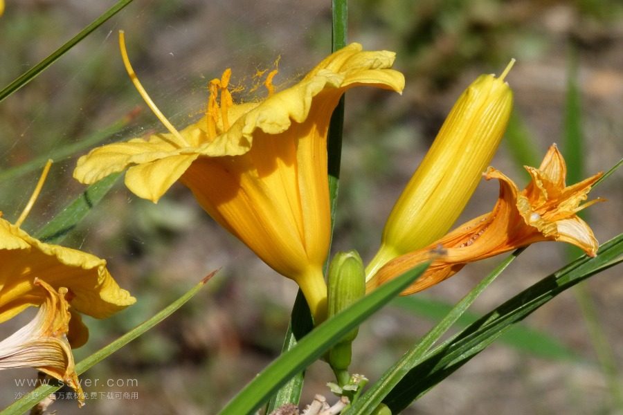 風途科技：種植黃花菜需要什么氣候條件？